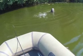 Чего только не увидишь во время рыбалки