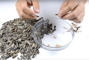 Как самому сделать автоматическую чистилку семечек