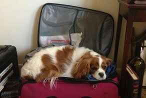 15 животных, которые отказываются верить, что их не берут с собой