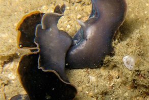 Как черви фехтуют пенисами