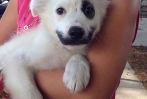 Четвероногий позитив