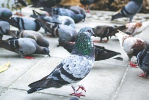 Любишь кормить голубей? Отправят в тюрьму