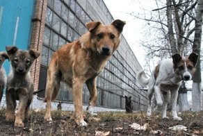 «Люди разбегались, как тараканы!». На помощь детям пришли бродячие собаки