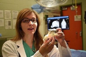 Ветеринары спасли таксу, напечатав ей новый череп