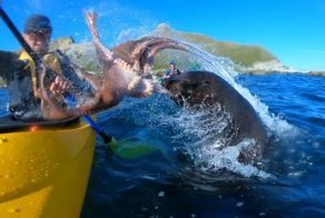 Тюлень отвесил туристу пощечину телом осьминога 