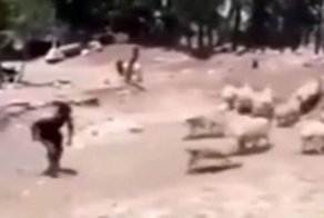 Барану не понравилось скотское отношение к своей персоне