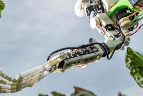 Будущее уже здесь! Робот научился чистить капусту