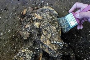 У людей, живших в Бразилии 6 тыс. лет назад, были идеальные зубы