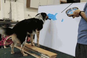 Собачьи гифки