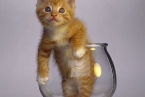 Кошки — это жидкость, есть доказательства