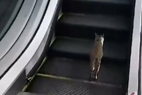 Котик устроил себе кардиотренировку на эскалаторе