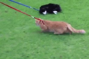 Забавные животинки