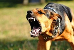 Собаки не кусают без причины. Агрессия, порожденная страхом