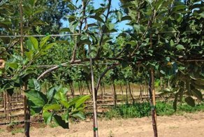 Живая стена из яблони своими руками