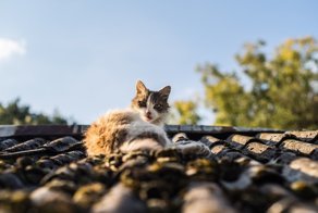 Очень колоритные уличные коты