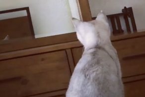 Котенок увидел свои уши в зеркале
