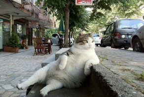 15 правил жизни настоящего кота