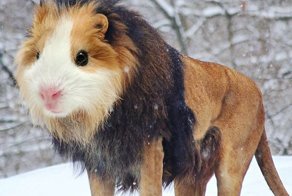 Норвежский художник занимается выведением новых видов животных в фотошопе