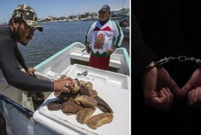 Жадность и морские огурцы довели американца до тюрьмы