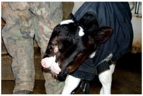 Мутанты среди нас. Впечатлительным не смотреть!