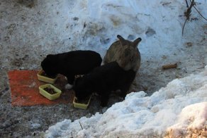 Домашний кролик вырыл себе на зиму нору и приютил трех щенят, которым он заменил папу