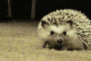 Гифки: прикольные ёжики