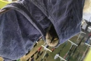 От противоугонки до скворечника: Альтернативное применение трусов