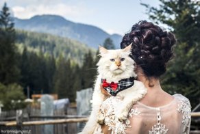 Фотограф снимает невест с их кошками и результат не может быть более очаровательным