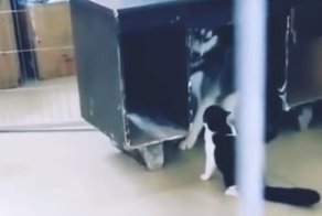 Котик воспитывает хаски с помощью тумаков