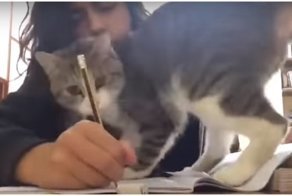 Когда пытаешься учиться, но у тебя живет кот