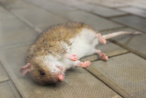 10 тайных и явных фобий мировых лидеров, которые мешали им жить