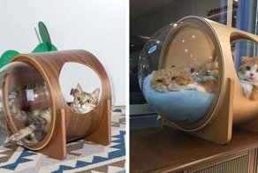 Интересные домики для кошек, вдохновлённые космосом и космическими кораблями