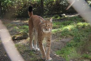 Как живут рыси и кошки на базе в подмосковном лесу