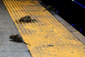 Крыса в вагоне нью-йоркского метро навела панику у пассажиров