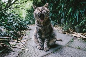 Очень колоритные уличные коты