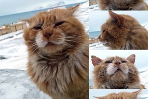 Кеша - единственный кот на норвежском архипелаге Шпицберген