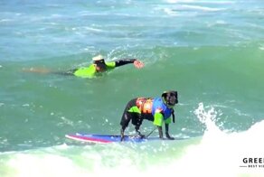 Собаки Катаются на Серфинге. Чемпионат по Серфингу Среди Собак