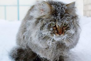 Чудесные истории спасенных животных