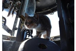 Кошка Муся с Новороссийской военной базы родила котят на субмарине на глубине 200 метров