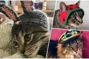 25+ очаровательных котиков в шапках для поднятия настроения