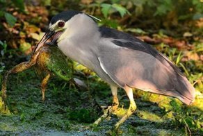 Уникальные кадры поедания цаплей здоровенной лягушки