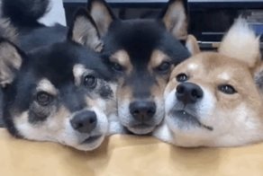 Очаровательные и забавные собаки