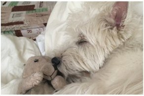 Москвич попросил ИКЕА вернуть в ассортимент игрушку для своего пса, но ему помогли обычные люди