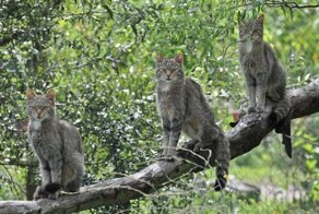 В Австралии соорудили забор против кошек