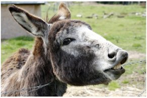 Толстым туристам в Греции запретили кататься на ослах