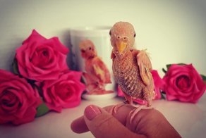 У лысого попугайчика нет перьев, но это не мешает ему веселиться