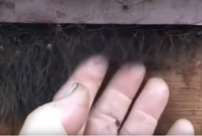 Ночной кошмар арахнофоба