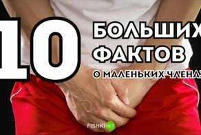10 больших фактов о маленьких членах
