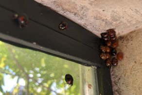 Полчища божьих коровок атаковали дома в Великобритании