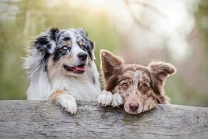 Умеют ли собаки читать мысли